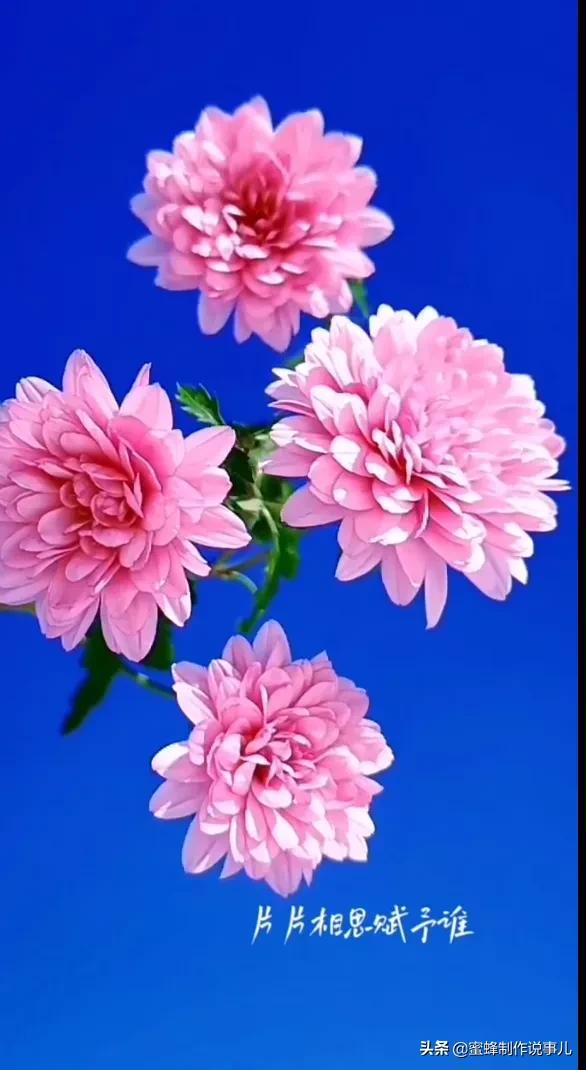 一束鲜花，醉蓝天