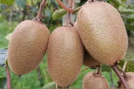 翠香猕猴桃标准化栽培（一）建园、整形与花果管理图片