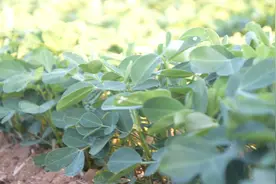 花生大小苗？播种前注意一点，出苗整齐，长势健壮，产量高图片