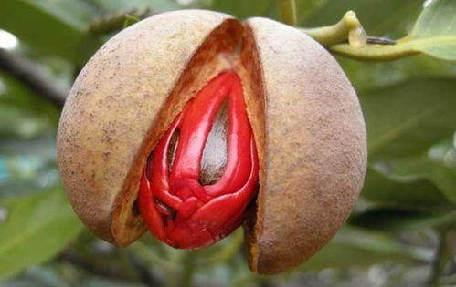调料中的草蔻、白豆蔻、肉蔻是哪些植物的果实