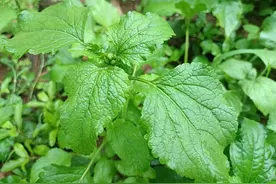开着小白花，人称“白花臭草”，味道虽臭用处大，感冒发烧就找它图片