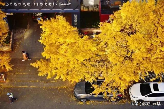 ���⣡��ɽ�ֵ���������Ӱ���н����������������������ͼ��diu��������