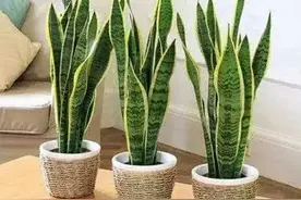 家里的虎皮兰叶子发卷怎么办？这几种方法帮让虎皮兰叶片挺拔茁壮图片