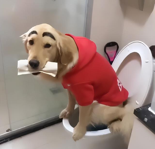 老狗拉血是什么原因是什么（狗狗经常腹泻拉肚子是怎么回事主人看看这个就知道了）