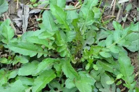 一种自带辣味的野菜，人称“假荠菜”，营养丰富价值高，你可吃过图片