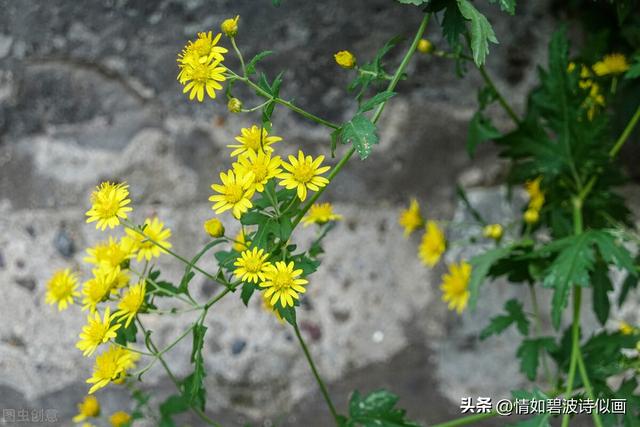 散文：爱是相互的给予，多了成了爱情，少了成了思念