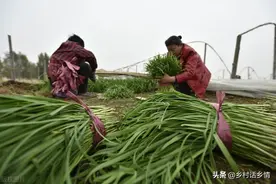 韭菜、小葱这样种植和管理，叶子黑绿，越长越粗壮、越茂盛图片