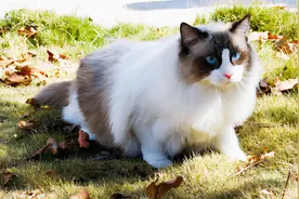 布偶猫地位不保，从万人迷到万人嫌，这是为什么？图片