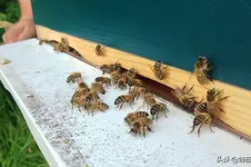 网购的蜂王，介王时总被排斥？这几招帮你解决图片