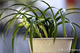 兰花叶片常常出现枯黄、焦黑，这究竟是什么原因？其实道理很简单图片