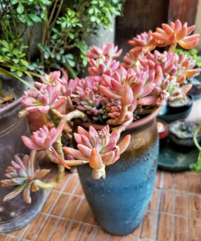 烂大街的多肉品种"秋丽",没想到好养又好看,两年就成漂亮老桩