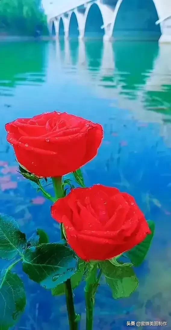 七夕浪漫情人节，玫瑰壁纸