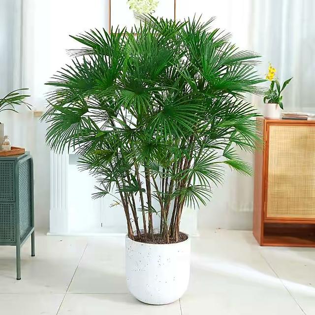 适合室内养的6种植物,不仅好养漂亮,而且寓意好(室内可以种植的植物有