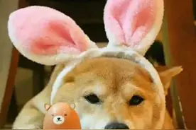 同是土狗，为什么中华田园犬没有柴犬火？图片