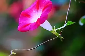 牽牛花～～秀冠柔条，婀娜多姿；绕篱萦架，朝花夕谢，着处芳菲图片