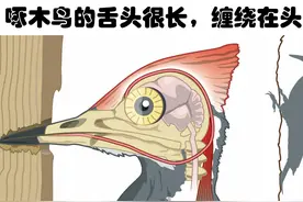 蜘蛛网比钢还更坚固？可能会改变你对世界认知的6个冷知识图片