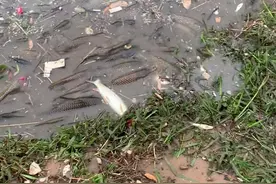 大雨后广东一小河边现成群大鱼，路人伸手就可抓，网友：生态真好图片
