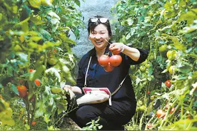 南山新品种西红柿受追捧图片
