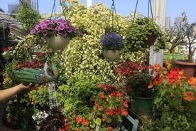 6种漂亮花“不吉利”，讲究人一般不养，但是太漂亮，看着就喜欢图片