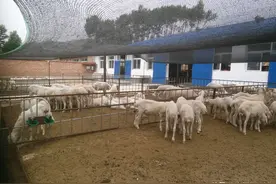 羊怎样饲养长得最快？圈养羊的正确喂养方法，这5点你必须知道！图片