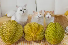 给小猫咪展示榴莲，结果被嫌弃图片