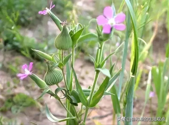踏春必备“百草图”之三，身边那些有价值的野草，你能认识几种？