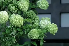 木绣球养护做到这四点，能长3米高，花比脸还大，人见人爱图片