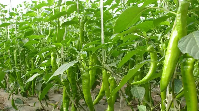 辣椒喜欢什么肥料？老农教你4个施肥妙招，辣椒结得又多又不弯