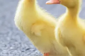 手机壁纸｜小黄鸭，拿图请吱声图片