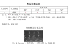 牧翔禽病研究院 ‖肉鸡传染性贫血并发IBV案例（河南）74图片