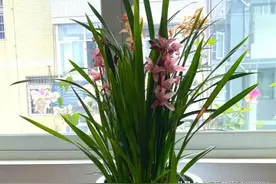 再有钱也不要养5种花，“买花一时爽，养花火葬场”，经验之谈图片