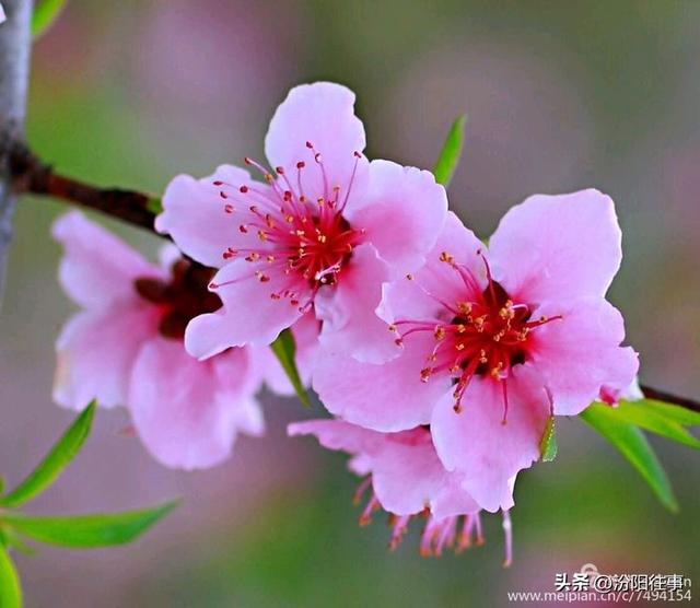 汾阳往事｜殷维明：杏花村游记——汾酒工业园林赏杏花