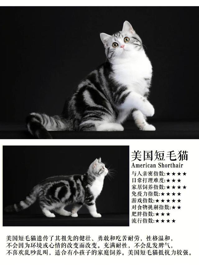 十大热门短毛猫品种合集！你准备养猫吗？准备养一只什么猫？