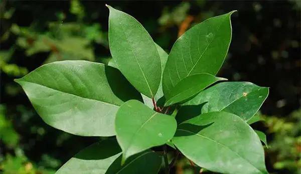 千万别小瞧了天天喝的茶，所有的树叶都能制茶吗？茶叶树叶的区别