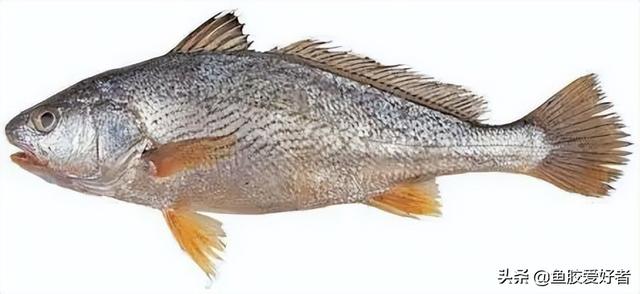 白花胶和花胶一样吗 白花胶和花胶一样吗能吃吗