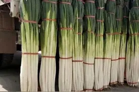 「植物学陪读」百合科名植：葱图片