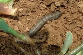 这个虫叫土蚕，农民最头疼的农业害虫，有三个方法可轻松消灭图片