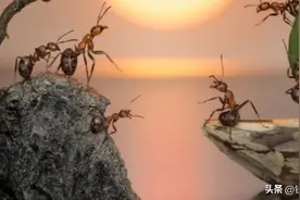 蚂蚁10个惊人的冷知识，你知道多少？图片