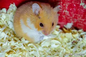 仓鼠嘴里藏食物怎么办？仓鼠清理嘴里食物的办法图片