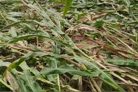 玉米品种2023年“三大新变局”：抗高温，抗虫，免控旺而不怕倒伏图片