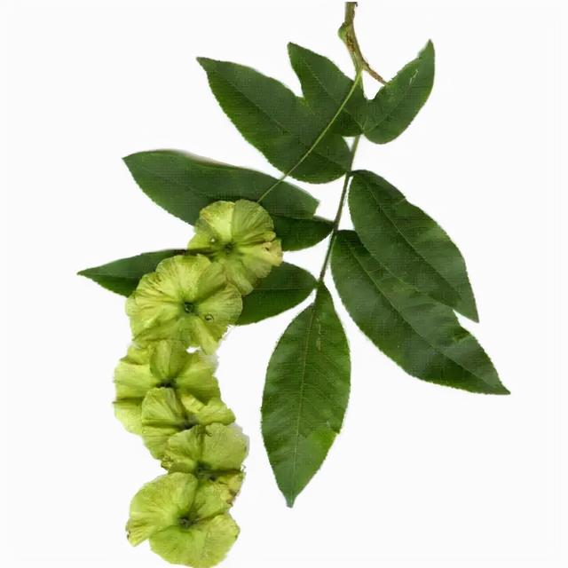 青钱柳,能做降血糖药吗?