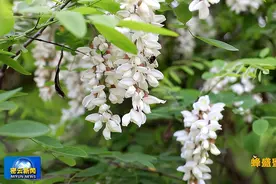 聊聊密云养蜂那些事——神奇的密云蜂胶图片