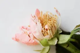 如果有人不喜欢你，记住莫言的两句话，你就赢了图片