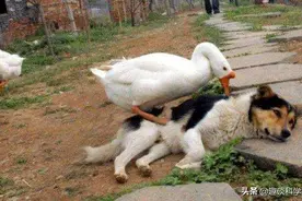 为何动物园的大猩猩、老虎见鹅就跑？有鹅的地方蛇跑光是真的吗？图片