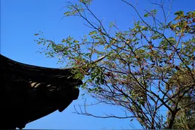 暴涨50%，大学疯狂涨学费的背后3大原因，张雪峰揭露最可怕的一个图片