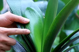 若不差钱，不妨送老人5种绿植，寓意好，幸福感倍增图片