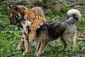 一辈子没见过老虎的狗，为何看见老虎就“吓尿”？真是血脉压制？图片