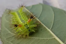 夏天时节，农村的“毛毛虫”真惹不起，被蜇后解药就在它身上图片