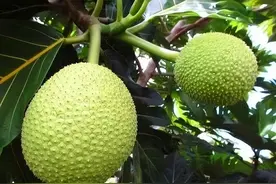 大开眼界的神奇植物，尽在兴隆热带植物园，我们一起揭秘！图片