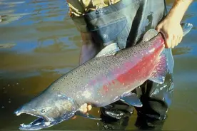 大马哈鱼：我国在黑龙江放流60年，全在给俄罗斯做“嫁妆”？图片